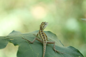 green lizard on a tree
