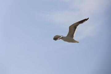 北海道　海沿いのカモメ