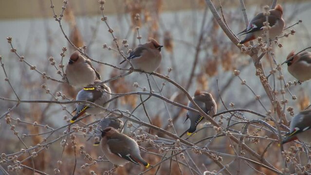 Maple branches and birds Waxwing in early spring
