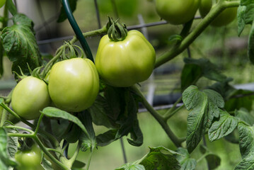 heirloom plum tomatoes in a vegetable garden