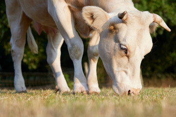 Close up of white cow grazing