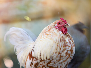 White rooster on the farm