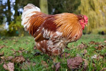Red rooster in the grass