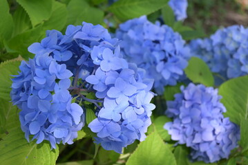 あじさい　百想園　小樽　青　白　紫