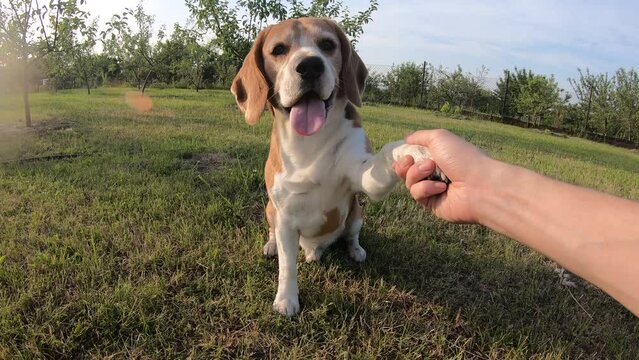 beagle dog gives a paw in a row on a grass