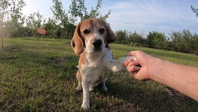 beagle dog gives a paw in a row on a backyard with grass