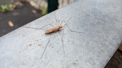 A large mosquito stands on a shiny metal bench
