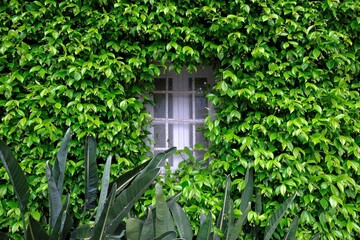 Beautiful overgrown wall with Trachelospermum jasminoides (Confederate jasmine, southern jasmine, star jasmine, Confederate jessamine,  Chinese star jasmine) with little window among them.