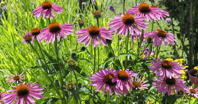 Clump of Purple coneflowers (Echinacea purpurea) with reddish-purple petals on stems bending slightly in the wind
