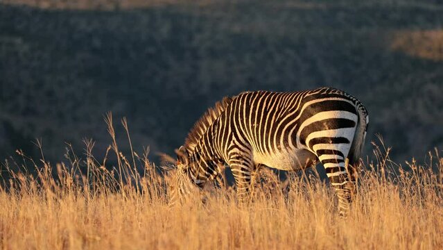Cape mountain zebras (Equus zebra) in grassland at sunrise, Mountain Zebra National Park, South Africa