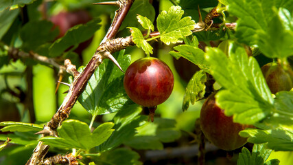 Gooseberry fruits on a bush in the summer garden