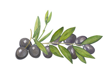 A composition of watercolor illustrations of black olive branches with leaves. Handmade work. Isolated.