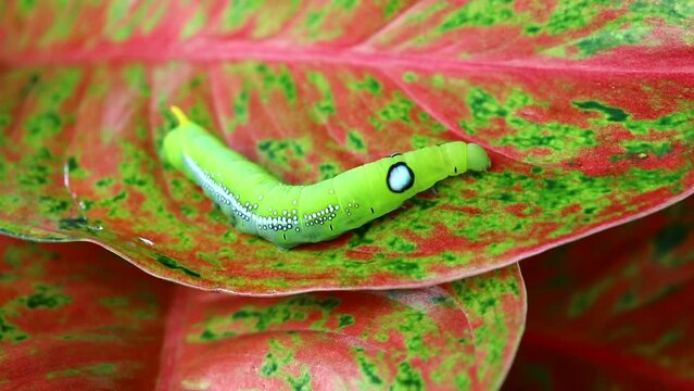 The caterpillar (green worm) is crawling on the leaf, fully grown caterpillar of Daphnis nerii or Oleander hawk moth or Army green moth.