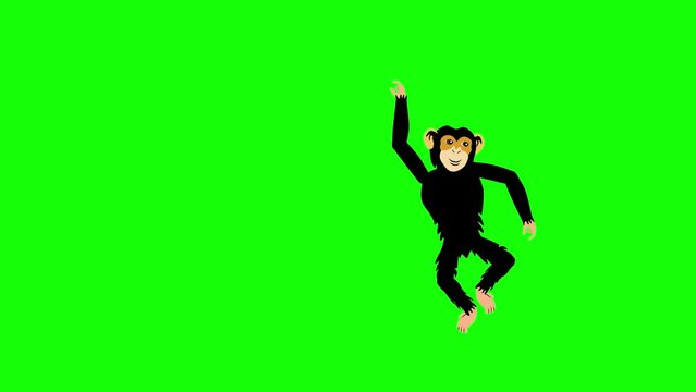 Chimpanzee ape 2d animation cartoon hanging on lian green screen