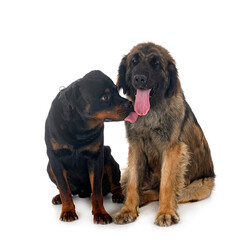  Leonberger and rottweiler in studio