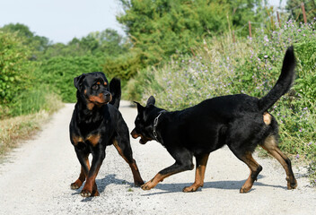 beauceron and rottweiler