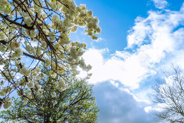 Blossoming sour cherry tree after a rain shower in sunshine and blue sky with white clouds