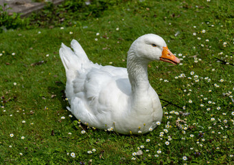 Obraz premium white goose on a green grass