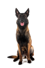 malinois in studio