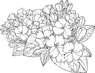 Cute flower coloring pages, primrose drawing, yellow primula flower drawing, Hand drawn botanical spring elements bouquet of primula line art coloring page, easy flower drawing