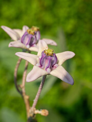 Calotropis gigantea, the crown flower, is a species of Calotropis native to Cambodia, Vietnam,...