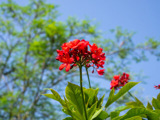 Jatropha is a genus of flowering plants in the spurge family, Euphorbiaceae. Another common name is...