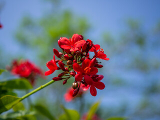 Jatropha is a genus of flowering plants in the spurge family, Euphorbiaceae. Another common name is...