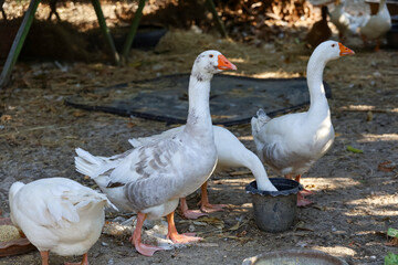 Naklejka na ściany i meble Group White goose is stay and rest in banana garden