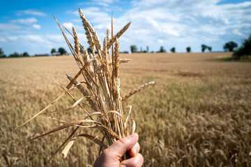 a bunch of wheat plants are held by one hand