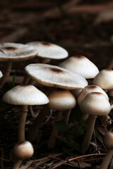 Poisonous mushrooms naturally grow on straw.