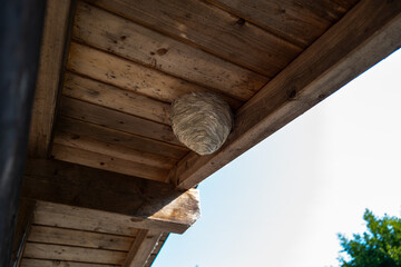 Wasps have built a large wasp nest under a wooden roof - obrazy, fototapety, plakaty