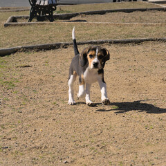Portrait of a tricolor beagle puppy in the park