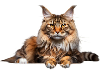 Fototapeta na wymiar Majestic Maine Coon Cat with a Proud Stance - Transparent Background