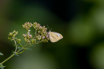 Schmetterling an einer schönen Blume
