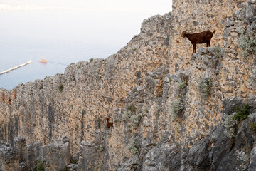 Mountain goats on sheer cliffs or stone walls. Two goats black and brown