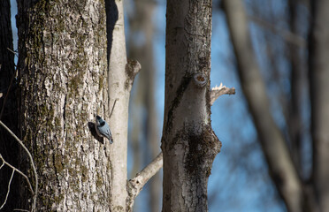 White Breasted Nuthatch