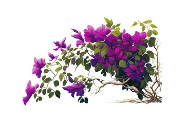 Purple Bougainvillea tropical flower bush climbing. Vector illustration desing.