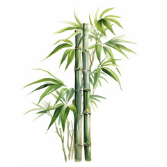 Fototapeta na wymiar bamboo or bamboo shoots
