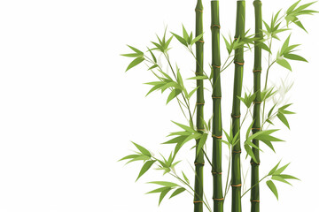 bamboo or bamboo shoots