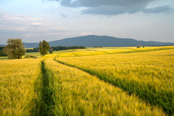 Golden wheat field surrounded by lush green forests and rolling hills - 624112427