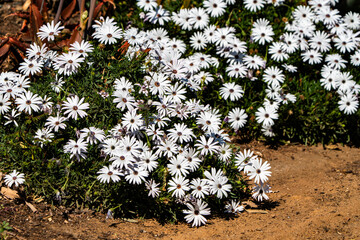 Beautiful white flowers photographed in South Africa.