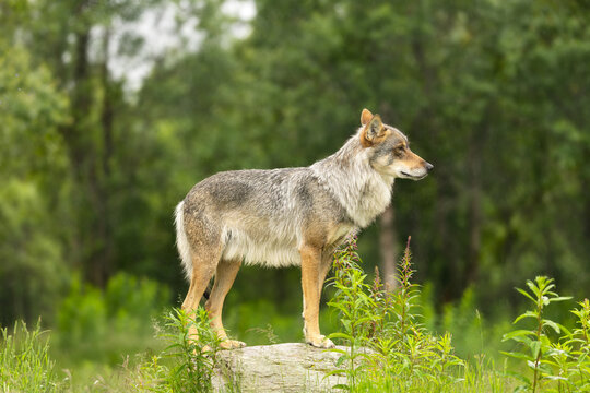 Large female grey wolf standing on rock in the forest