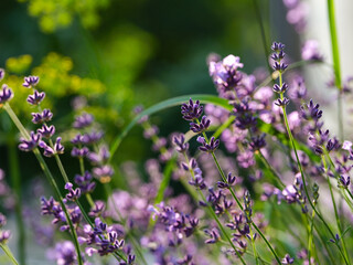 A close-up shot of Lavender flowers blooming in nature.