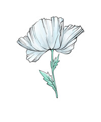 Colourful poppy flower. Isolated flower as a design element. Hand drawn sketch style. Line art. Ink drawing. Nature illustration on white.