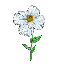 Colourful poppy flower. Isolated flower as a design element. Hand drawn sketch style. Line art. Ink drawing. Nature illustration on white.