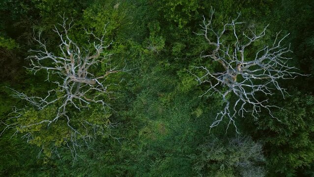 Aerial view of mystical green swamp in the forest. Dry dead trees  at the edge, top view background.