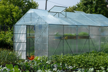 Greenhouse in the vegetable garden for growing tomatoes, cucumbers, other plants in the garden with green vegetation on a sunny summer day.