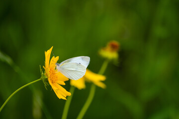 flower and butterfly