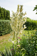 Yucca plant blooming in the summer