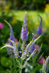 The Spiked speedwell plant blooming in the summer